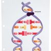 The graphic shows a double strand of DNA with two paired nucleotide bases (A and T) that is unwinding into two strands with the help of an enzyme where the separation begins. The single strands each participate in the formation of two new double strands resulting from base pairing with free nucleotides: G pairs with C, C pairs with G, A pairs with T, and T pairs with A.