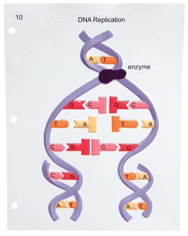 The graphic shows a double strand of DNA with two paired nucleotide bases (A and T) that is unwinding into two strands with the help of an enzyme where the separation begins. The single strands each participate in the formation of two new double strands resulting from base pairing with free nucleotides: G pairs with C, C pairs with G, A pairs with T, and T pairs with A.