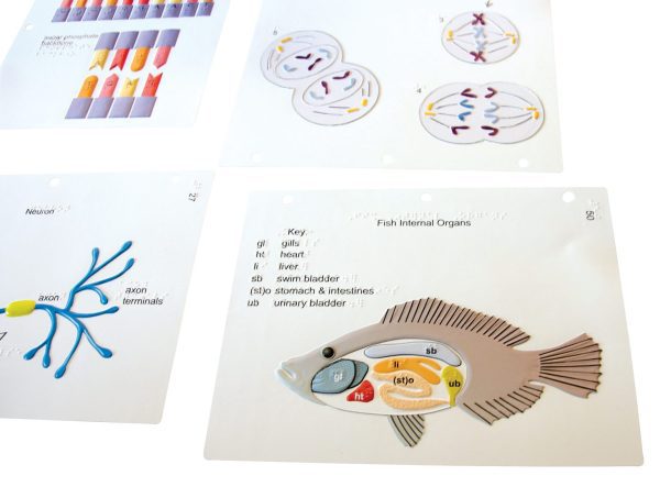 The graphic shows a side view of a fish. External features include the eye, mouth, tail, and dorsal, anal, and pelvic fins. A cutaway of the fish body reveals internal structures including gills, heart, liver, swim bladder, stomach, intestine, and urinary bladder.