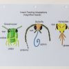 Three highly colorful tactile graphics of insect faces (a grasshopper, a butterfly, and a honeybee). The faces are labeled with print and braille.