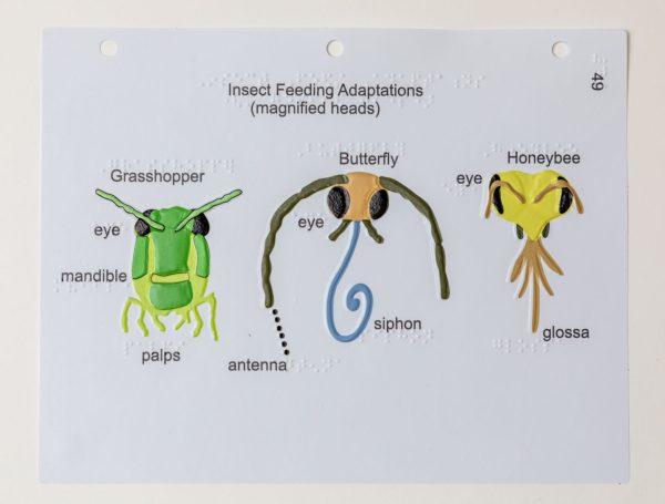 Three highly colorful tactile graphics of insect faces (a grasshopper, a butterfly, and a honeybee). The faces are labeled with print and braille.