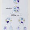 A colorful tactile model of mitosis or cell reproduction showing each stage of the process.