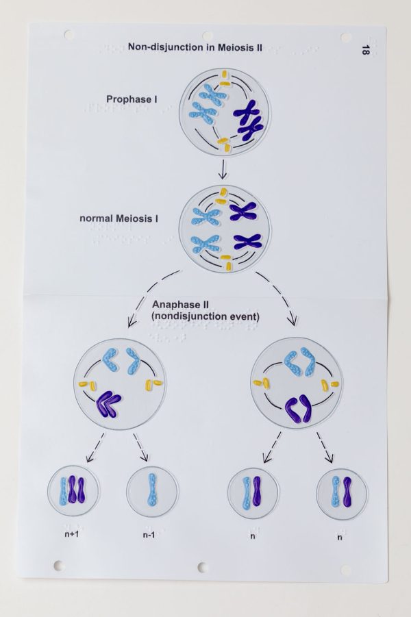 A colorful tactile model of mitosis or cell reproduction showing each stage of the process.