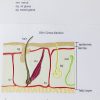 A colorful graphic showing a cross section of hair growing beneath the skin. The graphic features labels in print and braille.