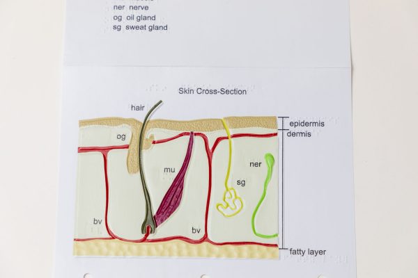 A colorful graphic showing a cross section of hair growing beneath the skin. The graphic features labels in print and braille.