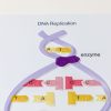 A colorful tactile diagram of a strand of DNA showing how the bases connect and replicate.
