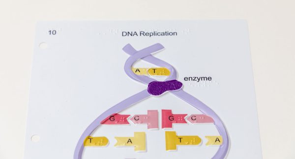 A colorful tactile diagram of a strand of DNA showing how the bases connect and replicate.