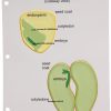 The top image shows a view of a monocot seed. The seed coat encloses internal structures including endosperm, cotyledon, and embryo. The lower image shows a view of a dicot seed. The seed coat encloses the cotyledons and embryo.