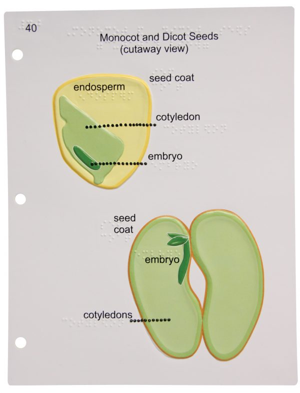 The top image shows a view of a monocot seed. The seed coat encloses internal structures including endosperm, cotyledon, and embryo. The lower image shows a view of a dicot seed. The seed coat encloses the cotyledons and embryo.