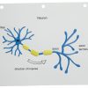 The neuron is a single cell with three different areas. On the left is the cell body that branches into dendrites and contains a round nucleus in the center. The dendrites converge to the axon, a single projection located in the middle of the cell covered In three regions of fat material. On the right side of the cell the axon diverges to form the axon terminals which are branching structures with expanded tips. The graphic also shows how nerve impulses move from the left (dendrites) to the right (axon terminals).