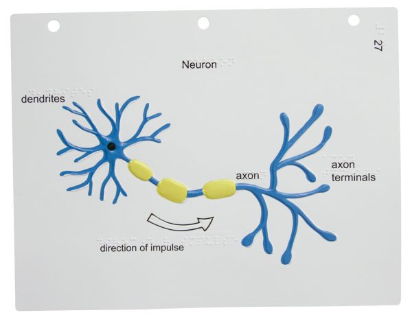 The neuron is a single cell with three different areas. On the left is the cell body that branches into dendrites and contains a round nucleus in the center. The dendrites converge to the axon, a single projection located in the middle of the cell covered In three regions of fat material. On the right side of the cell the axon diverges to form the axon terminals which are branching structures with expanded tips. The graphic also shows how nerve impulses move from the left (dendrites) to the right (axon terminals).
