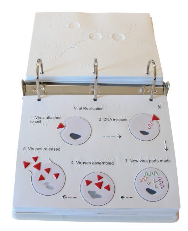 The graphic shows how the reproductive cycle of a virus requires a living host cell. Stage 1: the virus attaches to the host cell; Stage 2: Viral DNA enters the host cell; Stage 3: the host cell produces many copies of viral DNA; Stage 4: New viral particles are assembled in the host cell; Stage 5: Viral particles are released from the host cell.