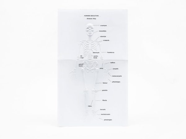 Touch Label and Learn Poster Human Skeleton Answer Key Braille