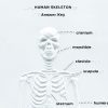 Touch Label and Learn Poster Human Skeleton Answer Key Braille Close Up