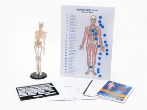 Touch Label and Learn Poster Human Skeleton Kit