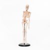 Touch Label and Learn Poster Human Skeleton Model
