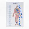 Touch Label and Learn Poster Human Skeleton Plastic Worksheet