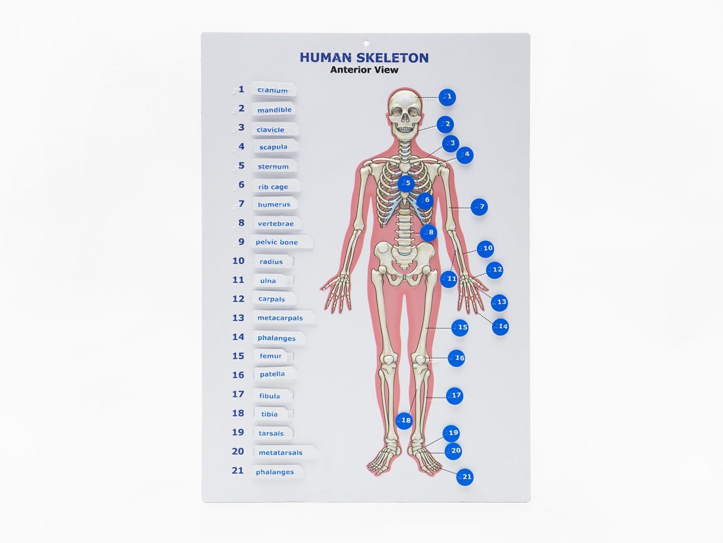 anatomical skeleton diagram