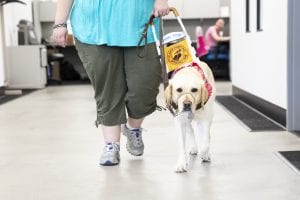A person and their yellow lab guide dog walk toward the camera. The dog is wearing a pink bandana.
