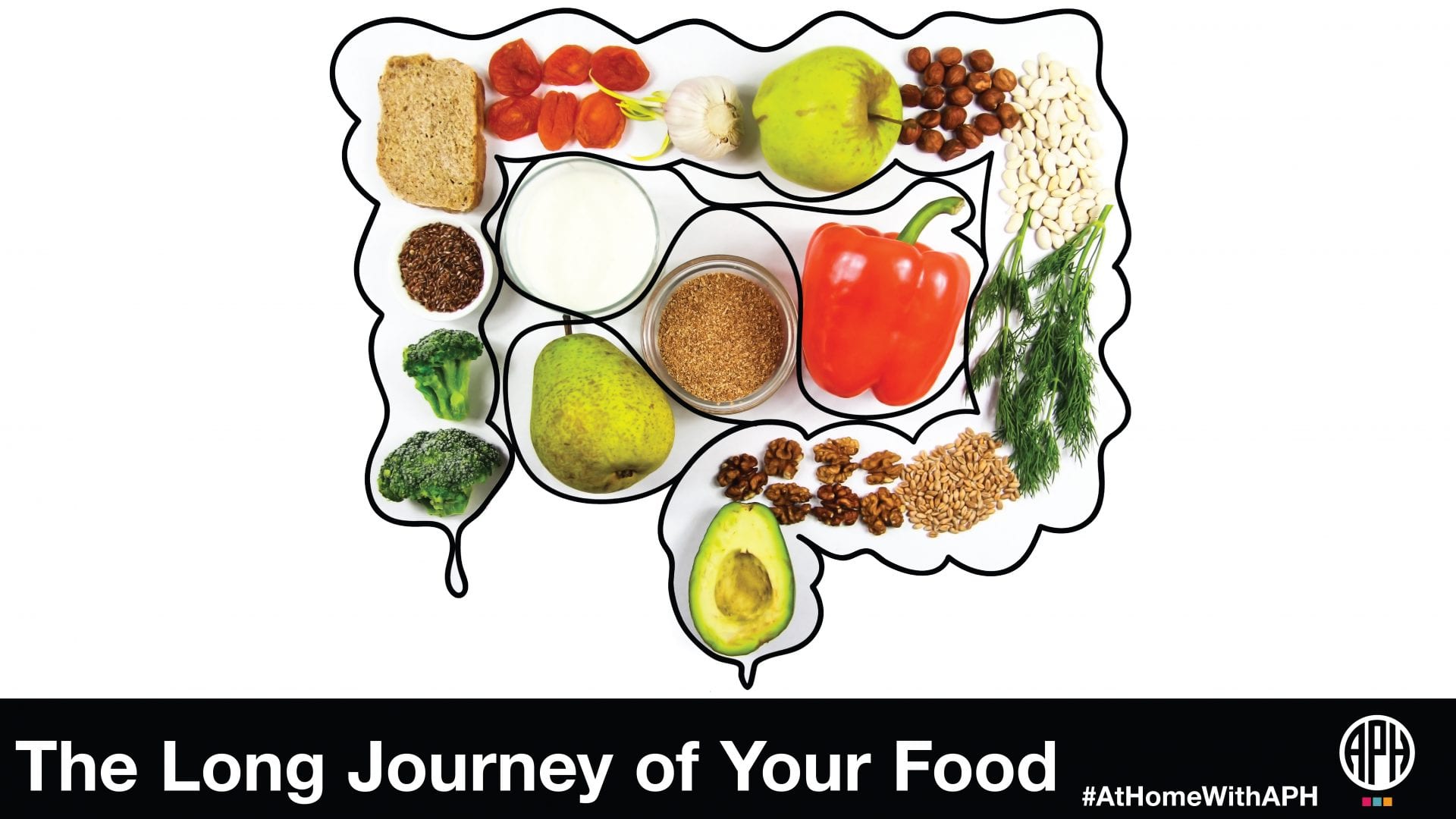 an outline drawing of the intestines with food items set within the boundaries. test reads "the long journey of your food. #AtHomeWithAPH"