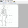 A screenshot of a diagram of the human skeleton with labels in the TactileView software