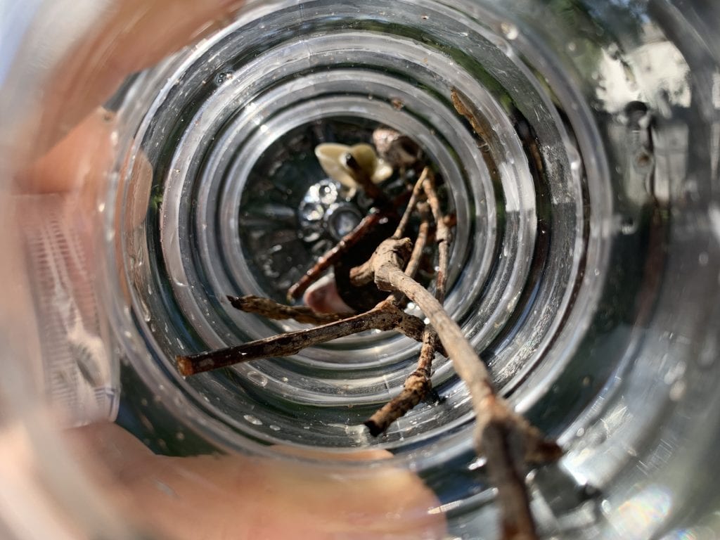 sticks, shells, and stones inside a bottle