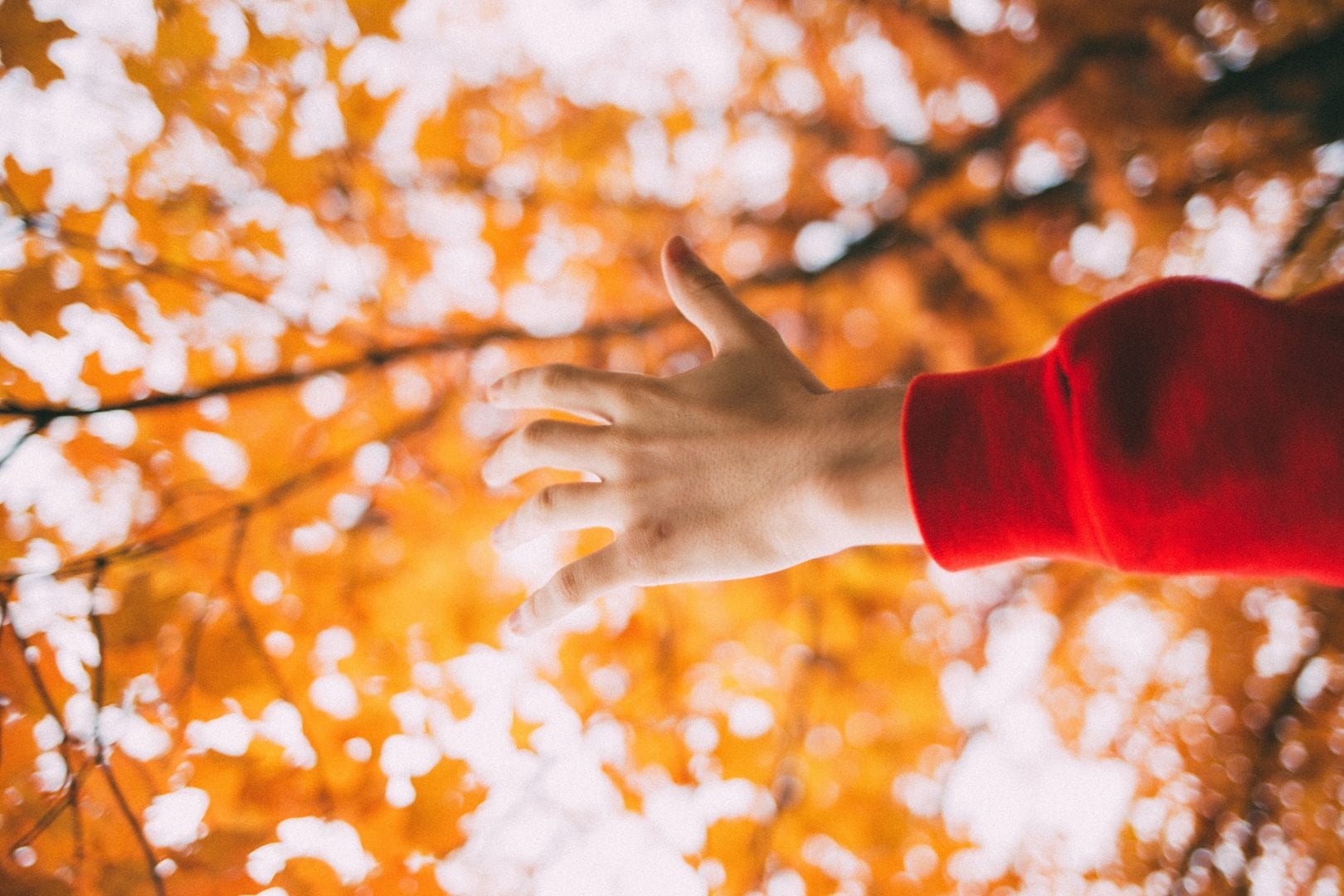 an arm reaching out into the light shining through orange leaves on a tree