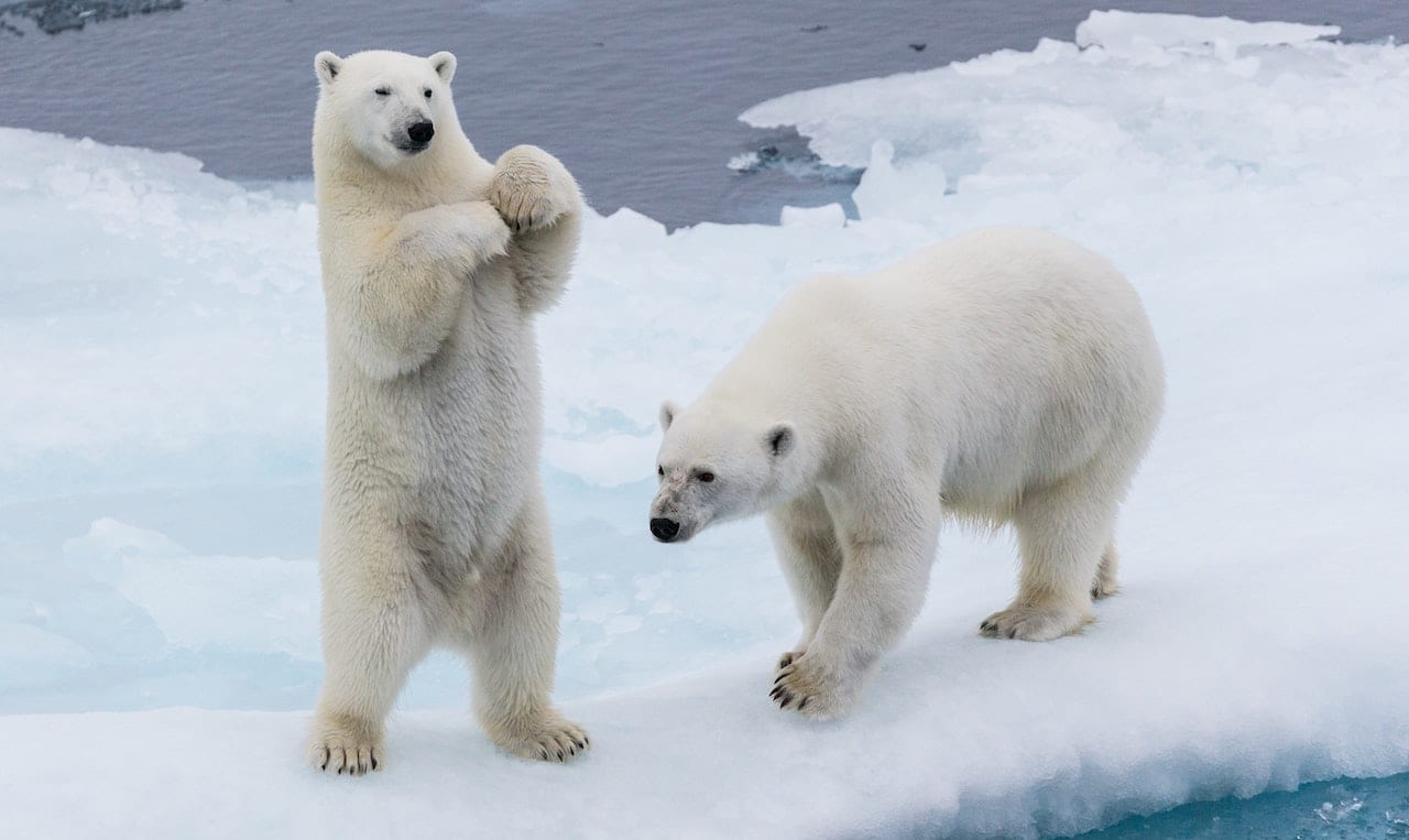 two polar bears in the snow