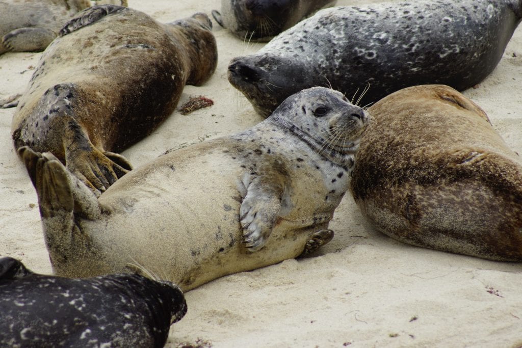 brown and black speckled seals laying on sand