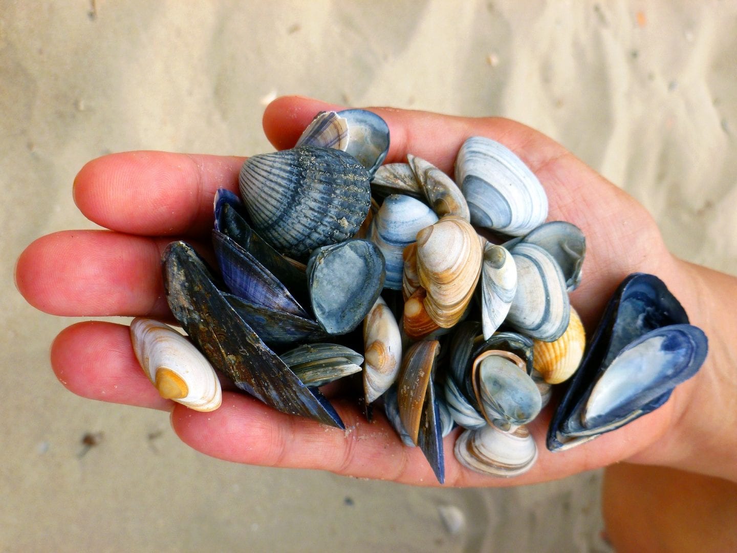 a hand full of seashells over the sand