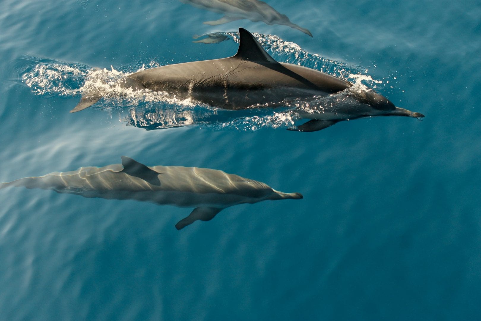 two dolphins swimming in the ocean