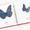Laptime and Lullabies Booklet Butterflies internal pages with blue butterfly