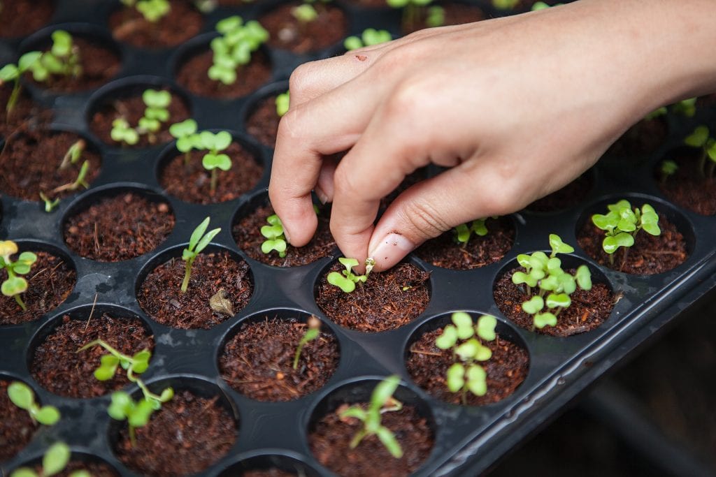 a hand touching one of many small plant seedlings