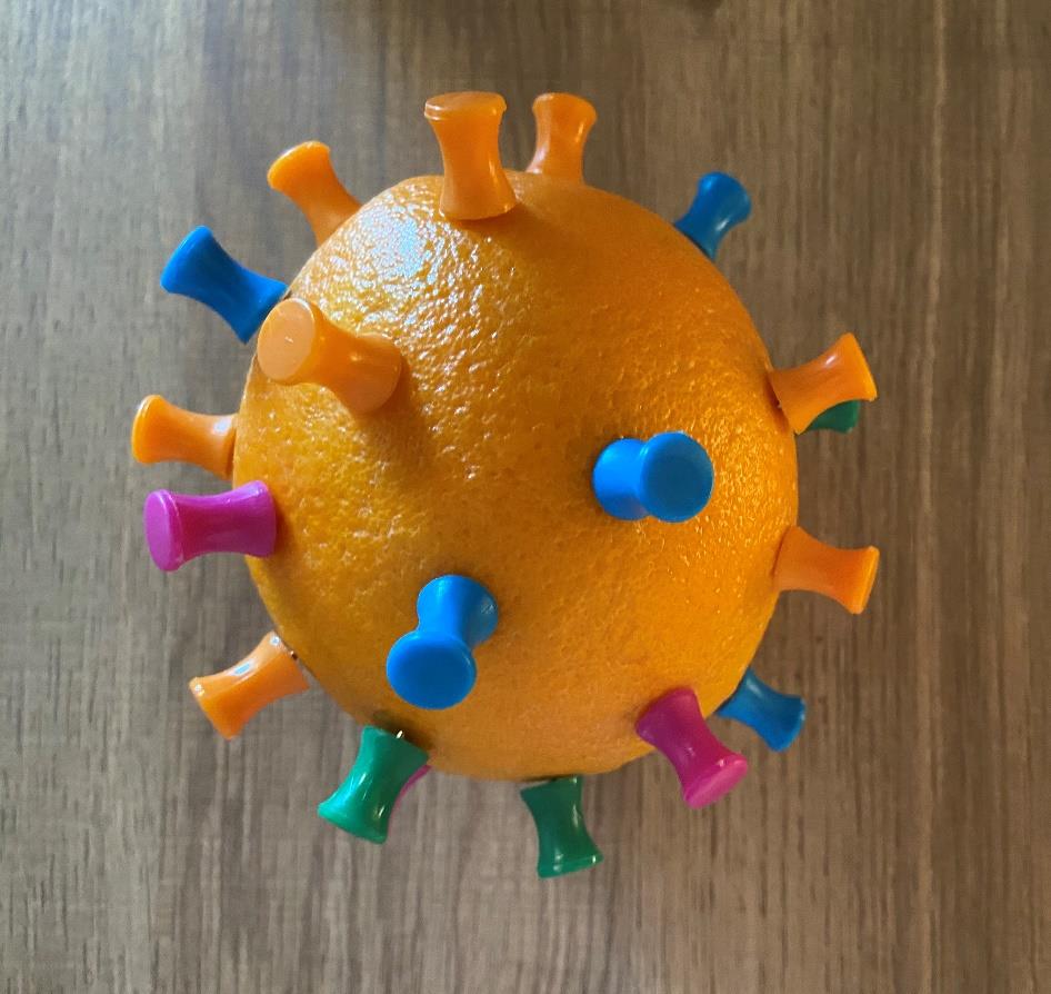 an orange with push pins stuck into its skin to make a tactile representation of the visual model of COVID-19