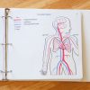 Tactile representation of the Circulatory System showing where the oxygenated blood, capillaries, deoxygenated blood, heart, and lungs are located in the human body and labeled in braille.