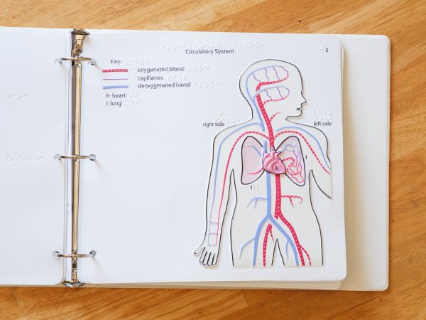 Tactile representation of the Circulatory System showing where the oxygenated blood, capillaries, deoxygenated blood, heart, and lungs are located in the human body and labeled in braille.