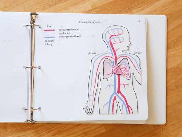 Tactile representation of the Circulatory System showing where the oxygenated blood, capillaries, deoxygenated blood, heart, and lungs are located in the human body and labeled in braille.