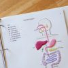 Tactile representation of the Digestive System showing where the appendix, epiglottis, esophagus, gall bladder, large intestine, salivary glands, small intestine, and trachea are located in the human body and labeled in braille.