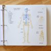 View of the Human Skelton (anterior view) image highlighting the key to structures. The braille key includes the clavicle, humerus, fibula, pelvis, radius, tibia, ulna, and vertebral column.