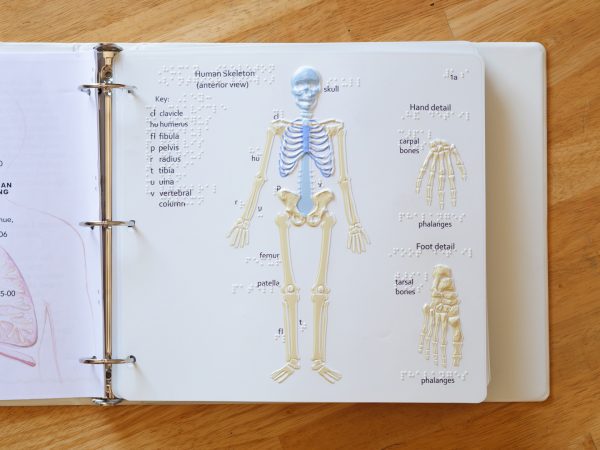 View of the Human Skelton (anterior view) image highlighting the key to structures. The braille key includes the clavicle, humerus, fibula, pelvis, radius, tibia, ulna, and vertebral column.