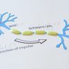 Tactile representation of a neuron and the direction of an electrical impulse. The axon and Schwann cells are shown in the diagram and labeled in braille.