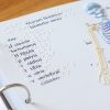 Tactile representation of the Human Skeleton (anterior view). A braille key shows where the clavicle, humerus, fibula, pelvis, radius, tibia, ulna, and vertebral column are located in the human body in the tactile human skeleton. Two tactile images are on the right side of the graphic representing the “hand detail” and “foot detail.” The carpal bones and phalanges are listed in braille for the “hand detail,” while the tarsal bones and phalanges are listed in braille for the “foot detail.”