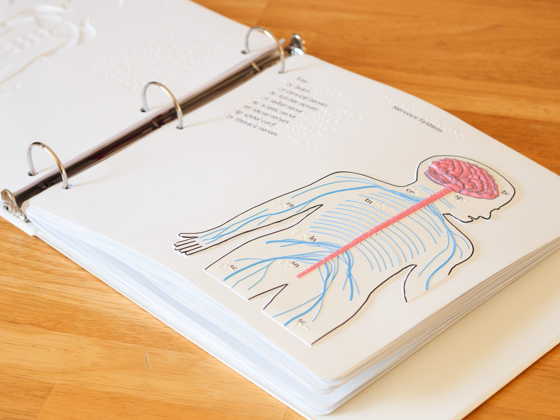 A binder open on a table top. A tactile graphic of the nervous system can be seen with text and braille labels.