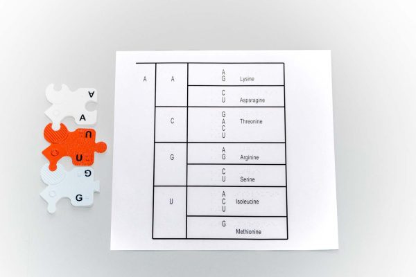 One sheet of the Genetic Code in large print and braille with a nucleotide triplet (AUG).