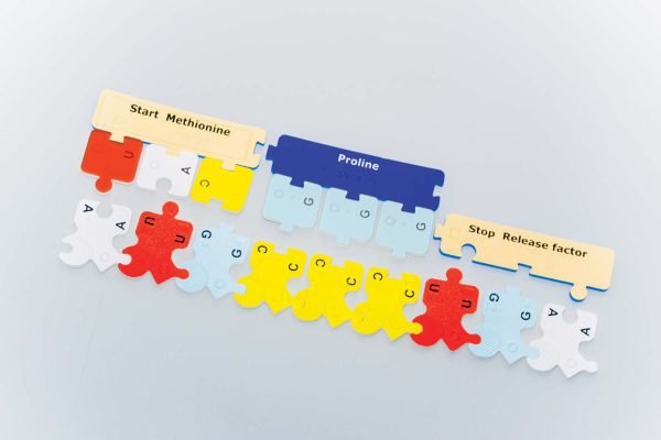 One strand of messenger RNA (from the DNA-RNA Kit) comprising three nucleotide triplets (AUG, CCC, UGA) lined up with complementary transfer RNA subunits (UAC, GGG) with attached amino acids (methionine and proline) along with a Stop Release Factor subunit (from the Protein Synthesis Kit).