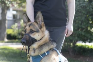 Close up of Neil, a german shepard, looking alert as he sits in front of Leslie.