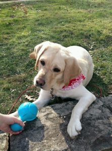 A yellow lab wearing a pink bandana cocks her head as a ball is offered to her.