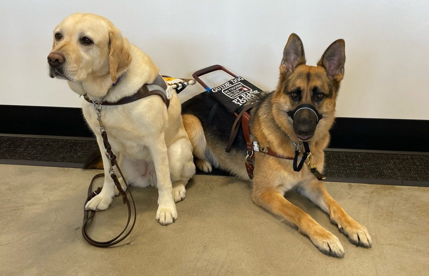 Two guide dogs, a yellow lab and a German shepherd, sit side by side while wearing their harnesses.