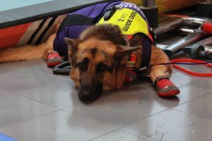 A female German Shepherd with black and tan coloring lays on a grey floor. She is wearing a purple tank top that covers most of her torso. On top of the tank top, she is wearing a neon yellow Uni-Fly harness without the handle attached that reads "Guide Dog." She is also wearing red booties on all her paws. 
