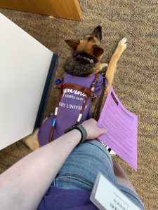 A female German Shepherd lays down at a young white girl's feet. The black and tan shepherd has on a light purple shirt under her leather harness.